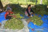 Sejumlah petanibersama siswa pertanian yang mengikuti praktek lapangan memanen nilam (Pogostemon cablin) di daerah pedalaman Desa Geunteut, Kecamatan Lhoong, Kabupaten Aceh Besar, Aceh, Sabtu (10/9/2022). Kelompok tani mandiri di daerah  itu menyatakan tanaman nilam yang baru dikembangkan  seluas 30 hektare dari potensi lahan yang tersedia sekitar 150 hektare, sedangkan produksi kisaran empat ton nilam kering per hektare dan jika disuling  dalam jumlah satu ton nilam kering menghasilkan sekitar 25 hingga 30 kilogram minyak atsiri  (aetheric oil) dengan harga pasar masih rendah Rp 500 ribu per kilogram. ANTARA FOTO/Ampelsa.