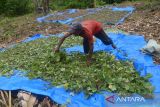 Petani menjemur daun dan batang tanaman nilam  (Pogostemon cablin) yang sudah dipotong dalam ukuran tertentu di daerah pedalaman Desa Geunteut, Kecamatan Lhoong, Kabupaten Aceh Besar, Aceh, Sabtu (10/9/2022). Kelompok tani mandiri di daerah  itu menyatakan tanaman nilam yang baru dikembangkan  seluas 30 hektare dari potensi lahan yang tersedia sekitar 150 hektare, sedangkan produksi kisaran empat ton nilam kering per hektare dan jika disuling  dalam jumlah satu ton nilam kering menghasilkan sekitar 25 hingga 30 kilogram minyak atsiri  (aetheric oil) dengan harga pasar masih rendah Rp 500 ribu per kilogram. ANTARA FOTO/Ampelsa.