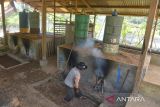 Petani melakukan proses penyulingan minyak atsiri dari tanaman nilam  (Pogostemon cablin)  di daerah pedalaman Desa Geunteut, Kecamatan Lhoong, Kabupaten Aceh Besar, Aceh, Sabtu (10/9/2022). Kelompok tani di daerah itu  menyatakan  produksi  minyak atsiri dari tanaman nilam yang sudah memiliki pasar ekspor itu tergantung pada hasil panen dan rata rata dalam satu ton daun kering nilam menghasilkan sekitar 25 hingga 30 kilogram minyak atsiri dengan harga penjualan masih rendah Rp 500 ribu per kilogram. ANTARA FOTO/Ampelsa.