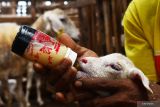 Pekerja memberi susu formula pada seekor anak domba di kandang pembiakan di Jatisari, Geger, Kabupaten Madiun, Jawa Timur, Minggu (11/9/2022). Tempat usaha pembiakan ternak domba tersebut memiliki 300 ekor induk domba dengan produksi rata-rata 40 ekor anak domba per bulan, dan setelah memasuki masa jual ditawarkan dengan harga rata-rata Rp1,5 juta per ekor. Antara Jatim/Siswowidodo/mas.
