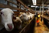 Pekerja memberi pakan pada ternak domba di kandang pembiakan di Jatisari, Geger, Kabupaten Madiun, Jawa Timur, Minggu (11/9/2022). Tempat usaha pembiakan ternak domba tersebut memiliki 300 ekor induk domba dengan produksi rata-rata 40 ekor anak domba per bulan, dan setelah memasuki masa jual ditawarkan dengan harga rata-rata Rp1,5 juta per ekor. Antara Jatim/Siswowidodo/mas.