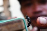 Pembudi daya mengamati lalat Black Soldier Fly (BSF) yang sedang bertelur di tempat budi daya maggot di Kabupaten Madiun, Jawa Timur, Selasa (13/9/2022). Budi daya maggot yang dikelola Kelompok Sadar Wisata (Pokdarwis) Gunungsari Madiun tersebut menghasilkan 250 hingga 300 kilogram larva maggot per minggu dan dijual dengan harga Rp8 ribu hingga Rp10 ribu per kilogram. Antara Jatim/Siswowidodo/mas.