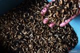 Pembudi daya memantau perkembangan larva maggot Black Soldier Fly (BSF) di tempat budi daya maggot di Kabupaten Madiun, Jawa Timur, Selasa (13/9/2022). Budi daya maggot yang dikelola Kelompok Sadar Wisata (Pokdarwis) Gunungsari Madiun tersebut menghasilkan 250 hingga 300 kilogram larva maggot per minggu dan dijual dengan harga Rp8 ribu hingga Rp10 ribu per kilogram. Antara Jatim/Siswowidodo/mas.