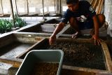 Pembudi daya memilah larva maggot Black Soldier Fly (BSF) di tempat budi daya maggot di Kabupaten Madiun, Jawa Timur, Selasa (13/9/2022). Budi daya maggot yang dikelola Kelompok Sadar Wisata (Pokdarwis) Gunungsari Madiun tersebut menghasilkan 250 hingga 300 kilogram larva maggot per minggu dan dijual dengan harga Rp8 ribu hingga Rp10 ribu per kilogram. Antara Jatim/Siswowidodo/mas.