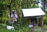 Peternak memanen madu lebah kelulut (Trigona sp) di lokasi peternakan  kawasan hutan desa Awe, Kecamatan Blang Bintang, Kabupaten Aceh Besar, Aceh, Selasa (13/9/2022). Peternak lebah madu menyatakan, peluang bisnis budidaya lebah madu kelulut di Aceh terus meningkat karena tingginya permintaan pasar dan sejak pertama dibudidayakan tahun 2012 jumlah komunitas peternak lebah madu hanya beberapa orang dan hingga saat ini terus bertambah dengan jumlah sebanyak 116 orang dan belum termasuk di luar komunitas  yang jumlahnya sekitar 200 orang. ANTARA FOTO/Ampelsa.