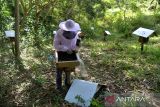 Peternak memanen madu lebah kelulut (Trigona sp) di lokasi peternakan  kawasan hutan desa Awe, Kecamatan Blang Bintang, Kabupaten Aceh Besar, Aceh, Selasa (13/9/2022). Peternak lebah madu menyatakan, peluang bisnis budidaya lebah madu kelulut di Aceh terus meningkat karena tingginya permintaan pasar dan sejak pertama dibudidayakan tahun 2012 jumlah komunitas peternak lebah madu hanya beberapa orang dan hingga saat ini terus bertambah dengan jumlah sebanyak 116 orang dan belum termasuk di luar komunitas  yang jumlahnya sekitar 200 orang. ANTARA FOTO/Ampelsa.