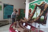 Museum Patiayam Kudus perluas ruang pamer fosil purba