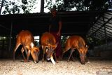Seorang penangkar Imam Subaweh memberi pakan pada tiga ekor kijang (Muntiacus muntjak) di kandang penangkaran di Siman, Kabupaten Ponorogo, Jawa Timur, Kamis (15/9/2022). Menurut dia, kijang yang awalnya ditemukan di hutan tersebut kini berhasil ditangkarkan hingga mencapai 70 ekor. Antara Jatim/Siswowidodo/mas.