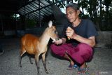 Seorang penangkar Imam Subaweh memberi pakan pada seekor kijang (Muntiacus muntjak) di kandang penangkaran di Siman, Kabupaten Ponorogo, Jawa Timur, Kamis (15/9/2022). Menurut dia, kijang yang awalnya ditemukan di hutan tersebut kini berhasil ditangkarkan hingga mencapai 70 ekor. Antara Jatim/Siswowidodo/mas.