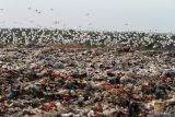 Kawanan burung kuntul putih (babulcus ibis) terbang di atas kawasan Tempat Pembuangan Akhir (TPA) Sampah di Jabon, Sidoarjo, Jawa Timur, Jumat (16/9/2022). Kawanan burung kuntul yang biasa hidup di pesisir pantai dan hutan mangrove tersebut kini mencari makan dari tumpukan sampah di TPA. Antara Jatim/Umarul Faruq/mas.