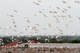 Kawanan burung kuntul putih (babulcus ibis) terbang di atas kawasan Tempat Pembuangan Akhir (TPA) Sampah di Jabon, Sidoarjo, Jawa Timur, Jumat (16/9/2022). Kawanan burung kuntul yang biasa hidup di pesisir pantai dan hutan mangrove tersebut kini mencari makan dari tumpukan sampah di TPA. Antara Jatim/Umarul Faruq/mas.