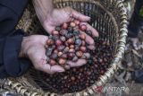 Petani menunjukan kopi kepada pengunjung pada Festival Coffee Rajadesa Art and Culture di Bumi Perkemahan Rangga Mandala Gunung Gede, Desa Purwaraja, Kecamatan Rajadesa, Kabupaten Ciamis, Jawa Barat, Sabtu (17/9/2022). Festival yang digelar di area perkebunan kopi itu untuk mengenalkan jenis kopi robusta dari Rajadesa, Ciamis, sekaligus mengedukasi pengunjung cara memilah dan memetik kopi. ANTARA FOTO/Adeng Bustomi/agr
