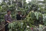 Petani menjelaskan kepada pengunjung cara memetik kopi pada Festival Coffee Rajadesa Art and Culture di Bumi Perkemahan Rangga Mandala Gunung Gede, Desa Purwaraja, Kecamatan Rajadesa, Kabupaten Ciamis, Jawa Barat, Sabtu (17/9/2022). Festival yang digelar di area perkebunan kopi itu untuk mengenalkan jenis kopi robusta dari Rajadesa, Ciamis, sekaligus mengedukasi pengunjung cara memilah dan memetik kopi. ANTARA FOTO/Adeng Bustomi/agr
