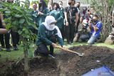 Gubernur Jawa Timur Khofifah Indar Parawansa menanam pohon mojo di halaman Kantor Gubernur Provinsi Jawa Timur di sela-sela acara 