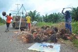 Petani sawit diminta jalankan perkebunan berkelanjutan