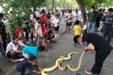 Komunitas reptil di Bali edukasi masyarakat mengenai ular lewat Car Free Day