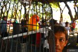 Peserta bersiap menggantang burung jenis lovebird dalam sangkar saat mengikuti Lomba Burung Berkicau Nasional di Kota Madiun, Jawa Timur, Minggu (18/9/2022). Lomba burung berkicau tersebut diikut ratusan peserta dari beberapa daerah. Antara Jatim/Siswowidodo/mas.