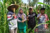 KSU Lestari Indonesia nilai tanaman pangan sorgum bernilai ekonomis dan gampang dibudidayakan