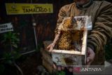 Peternak menunjukan rumah koloni lebah trigona (Apis trigona) di Taman Tamalago, Cibangkong, Bandung, Jawa Barat, Selasa (20/9/2022). Kelompok Tani Hutan (KTH) Tamalago berinovasi melakukan budi daya lebah Trigona di perkotaan (Urban Bee) yang mampu menghasilkan dua kilogram madu per dua bulan dan selain untuk konsumsi warga sekitar, madu tersebut dipasarkan ke berbagai daerah di Jawa Barat dengan harga Rp65 ribu sampai Rp175 ribu. ANTARA FOTO/Raisan Al Farisi/agr