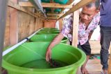 PLN UIP Sulawesi bantu budi daya lobster kelompok nelayan