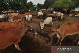 Dinas Peternakan Sulteng  obati 82 ekor sapi terpapar PMK