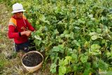 Petani memanen kacang hijau di Dimong, Kabupaten Madiun, Jawa Timur, Rabu (21/9/2022). Kacang hijau hasil panen tersebut selanjutnya dijual kepada tengkulak dengan harga Rp14.600 per kilogram. Antara Jatim/Siswowidodo/mas.