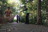 Seorang petugas kebersihan sedang menyapu jogging track agar tidak ditutupi sampah dari dedaunan pohon yang tumbuh subur di Taman Digulis Pontianak, Ahad (25/9). Menurut petugas area taman seluas 1.779 meter persegi dengan area jogging track yang panjangnya sekitar 1.200 meter tiap hari paga dan sore harus dibersihkan dari sampah dedaunan. Taman Digulis berada di jantung Kota Pontianak tepatnya diseberang Tugu Digulis. Foto Antara/Evy R. Syamsir