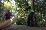 Seorang petugas kebersihan sedang menyapu jogging track agar tidak ditutupi sampah dari dedaunan pohon yang tumbuh subur di Taman Digulis Pontianak, Ahad (25/9). Menurut petugas area taman seluas 1.779 meter persegi dengan area jogging track yang panjangnya sekitar 1.200 meter tiap hari paga dan sore harus dibersihkan dari sampah dedaunan. Taman Digulis berada di jantung Kota Pontianak tepatnya diseberang Tugu Digulis. Foto Antara/Evy R. Syamsir