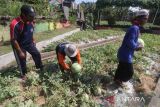 Warga Binaan Pemasyarakatan (WBP) memanen semangka di Sarana Asimilasi dan Edukasi Lapas IIA Kediri, Kota Kediri, Jawa Timur, Selasa (27/9/2022). Kegiatan pertanian semangka tersebut guna memberikan bekal keterampilan WBP agar mampu hidup mandiri dan produktif saat kelak kembali ke tengah masyarakat. ANTARA Jatim/Prasetia Fauzani/zk