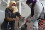 Dokter hewan menyuntikkan vaksin anti rabies pada seekor kucing peliharaan warga dalam peringatan Hari Rabies Sedunia di Pusat Kesehatan Hewan (Puskeswan),  Malang, Jawa Timur, Selasa (27/9/2022). Sebanyak 150 dosis vaksin anti rabies tersebut diberikan secara gratis sebagai upaya pencegahan dan penularan penyakit  rabies. ANTARA Jatim/Ari Bowo Sucipto/zk