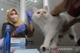 Dokter hewan bersiap menyuntikkan vaksin anti rabies pada seekor kucing peliharaan warga dalam peringatan Hari Rabies Sedunia di Pusat Kesehatan Hewan (Puskeswan),  Malang, Jawa Timur, Selasa (27/9/2022). Sebanyak 150 dosis vaksin anti rabies tersebut diberikan secara gratis sebagai upaya pencegahan dan penularan penyakit  rabies. ANTARA Jatim/Ari Bowo Sucipto/zk