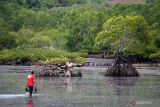 Hutan bakau Sulbar mengalami kerusakan akibat perambahan