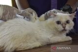 Petugas kesehatan menyuntikkan vaksin rabies ke kucing saat Hari Rabies Sedunia di UPTD BPP Manonjaya, Kabupaten Tasikmalaya, Jawa Barat, Rabu (28/9/2022).  Pemprov Jabar melalui Dinas Pertanian, Ketahanan Pangan dan Perikanan (DPKPP) Kabupaten Tasikmalaya menyediakan 700 dosis vaksin rabies gratis untuk mengantisipasi penyebaran virus pada hewan peliharaan. ANTARA FOTO/Adeng Bustomi/agr
