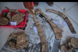 Petugas membersihkan fosil binatang purba di Museum Situs Purbakala Patiayam, Kudus, Jawa Tengah, Kamis (29/9/2022). Tim pelestari Situs Patiayam bersama Balai Pelestarian Situs Manusia Purba (BPSMP) Sangiran berhasil menyelamatkan puluhan fragmen tulang berumur 700 ribu-1,5 juta tahun yang diduga tulang gajah purba (Stegodon trigonocephalus) dan tulang sejenis rusa purba (Cervus zwaani dan Cervus lydekkeri martim) di pegunungan Patiayam pada 25 dan 26 September 2022. ANTARA FOTO/Yusuf Nugroho/nym.