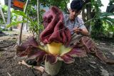 Seorang anak mengamati bunga bangkai (Amorphophallus paeonifolius) yang tumbuh mekar di pekarangan rumahnya di Desa Paloh, Lhokseumawe, Aceh, Kamis (29/9/2022). Bunga bangkai yang temasuk ke dalam Famili Araceae (suku talas-talasan) tersebut merupakan tumbuhan yang tergolong langka. ANTARA FOTO/Rahmad/wsj.