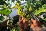 Pengelola kebun merawat tanaman anggur yang dibudidayakan di kebun anggur Tegalurung, Balongan, Indramayu, Jawa Barat, Sabtu (1/10/2022). Sekitar 20 jenis tanaman anggur dibudidayakan di kebun tersebut dan dijual dengan harga mulai Rp100 ribu hingga Rp2 juta per tanaman tergantung jenis dari bibit anggur. ANTARA FOTO/Dedhez Anggara/agr
