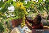 Pengelola kebun merawat tanaman anggur yang dibudidayakan di kebun anggur Tegalurung, Balongan, Indramayu, Jawa Barat, Sabtu (1/10/2022). Sekitar 20 jenis tanaman anggur dibudidayakan di kebun tersebut dan dijual dengan harga mulai Rp100 ribu hingga Rp2 juta per tanaman tergantung jenis dari bibit anggur. ANTARA FOTO/Dedhez Anggara/agr
