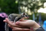 Seorang pecinta hewan membawa seekor binatang  peliharaannya sebelum bersepeda keliling kota di Banda Aceh, Aceh, Minggu (2/10/2022). Aksi bersepda keliling kota dalam rangka memperingati  Hari Binatang Sedunia pada 4 Oktober 2022 itu mengkampanyekan kesejahteraaan dan hak hidup binatang, termasuk satwa dilindungi. ANTARA FOTO/Ampelsa.