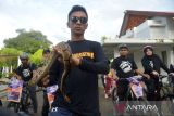 Seorang pecinta binatang membawa ular peliharaannya saat  bersepeda keliling kota di Banda Aceh, Aceh, Minggu (2/10/2022). Aksi bersepda keliling kota dalam rangka memperingati  Hari Binatang Sedunia pada 4 Oktober 2022 itu mengkampanyekan kesejahteraaan dan hak hidup binatang, termasuk satwa dilindungi. ANTARA FOTO/Ampelsa.