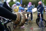 Seorang pecinta binatang membawa seekor ular peliharaannya sebelum bersepeda keliling kota di Banda Aceh, Aceh, Minggu (2/10/2022). Aksi bersepda keliling kota dalam rangka memperingati  Hari Binatang Sedunia pada 4 Oktober 2022 itu mengkampanyekan kesejahteraaan dan hak hidup binatang, termasuk satwa dilindungi. ANTARA FOTO/Ampelsa.