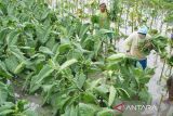 Petani memanen daun tembakau yang terendam banjir di Desa Bono, Tulungagung, Jawa Timur, Senin, (3/11/2022). Panen dini terpaksa dilakukan petani untuk mencegah kerusakan tanaman tembakau akibat terendam banjir. ANTARA Jatim/Destyan Sujarwoko/zk 