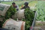 Petani memanen daun tembakau yang terendam banjir di Desa Bono, Tulungagung, Jawa Timur, Senin, (3/11/2022). Panen dini terpaksa dilakukan petani untuk mencegah kerusakan tanaman tembakau akibat terendam banjir. ANTARA Jatim/Destyan Sujarwoko/zk 