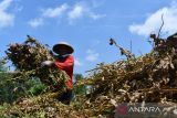 Petani megumpulkan kedelai yang dipanen di Muneng, Kabupaten Madiun, Jawa Timur, Selasa (4/10/2022). Menurut petani harga kedelai di tingkat petani di wilayah tersebut saat ini Rp10.500 hingga Rp11 ribu per kilogram, lebih tinggi dibanding musim panen tahun lalu Rp9 ribu hingga Rp9.500 per kilogram. ANTARA Jatim/Siswowidodo/zk