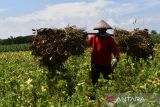 Petani mengusung kedelai yang dipanen di Muneng, Kabupaten Madiun, Jawa Timur, Selasa (4/10/2022). Menurut petani harga kedelai di tingkat petani di wilayah tersebut saat ini Rp10.500 hingga Rp11 ribu per kilogram, lebih tinggi dibanding musim panen tahun lalu Rp9 ribu hingga Rp9.500 per kilogram. ANTARA Jatim/Siswowidodo/ZK