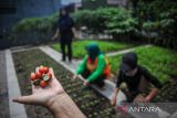 Warga menunjukkan tomat cheri yang ditanam di lahan sempit di Gang Haji Kurdi, Bandung, Jawa Barat, Kamis (6/10/2022). Warga RW 01 Kelurahan Karasak berinisiatif untuk membuat program Sama-sama kita abadikan gang tematik (Saskia Gotik) dengan memanfaatkan lahan sempit di permukiman untuk menjadi lahan pertanian yang dilakukan secara swadaya. ANTARA FOTO/Raisan Al Farisi/agr
