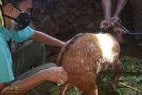 Bupati Diogo tegaskan pembatasan pergerakan hewan cegah rabies