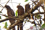 Peneliti temukan satwa langka burung paruh katak di Pulau Curiak