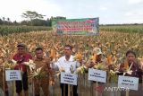Bantul akan panen tanaman jagung seluas 481 hektare di Sanden