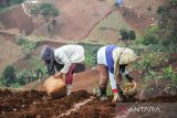 Petani menanam kentang di lahan pertanian di Cimenyan, Kabupaten Bandung, Jawa Barat, Selasa (11/10/2022). Petani di daerah tersebut mengeluhkan naiknya biaya produksi akibat kebijakan Pemerintah yang mencabut subsidi pupuk dan kelangkaan stok pupuk jelang masa tanam. ANTARA FOTO/Raisan Al Farisi/agr