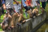 Sejumlah beruk (macaca Nemestrina) duduk di samping pemiliknya usai berlatih bersama di Pasar Talaok Baruak, Nagari Sintuak, Kabupaten Padangpariaman, Sumatera Barat, Senin (10/10/2022). Pasar Talaok Baruak merupakan pusat pelatihan beruk dan pertemuan pemilik beruk di kabupaten itu hingga dari kota Padang, sekaligus sebagai ajang transaksi jual beli primata pemetik kelapa tersebut. ANTARA FOTO/Iggoy el Fitra/aww.